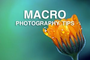 Macro photography tips